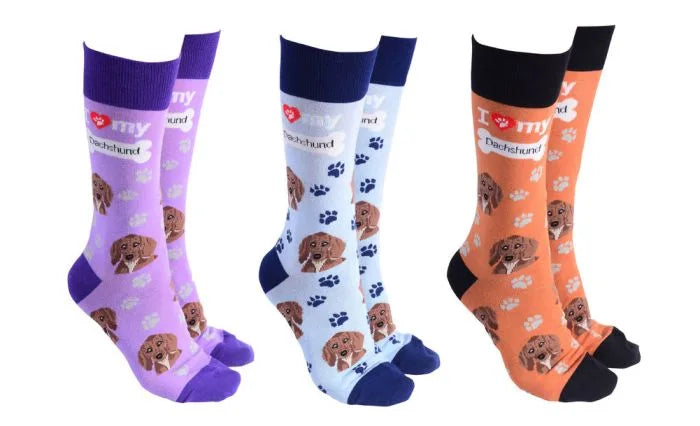 Socks-Dachshund