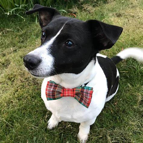 Pet Neck & Bow Ties